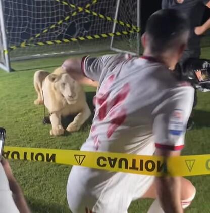 Κατηγορούν τον Μανωλά ότι... εκνεύρισε το λιοντάρι! thumb